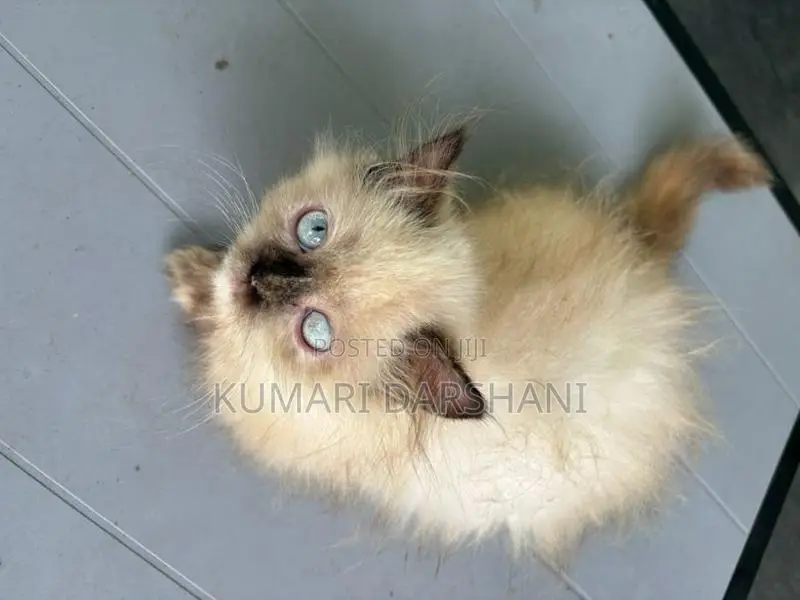 Persian Cat
