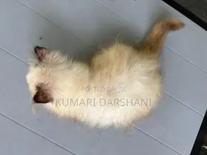 Persian Cat