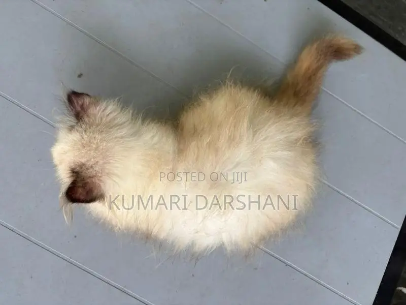 Persian Cat