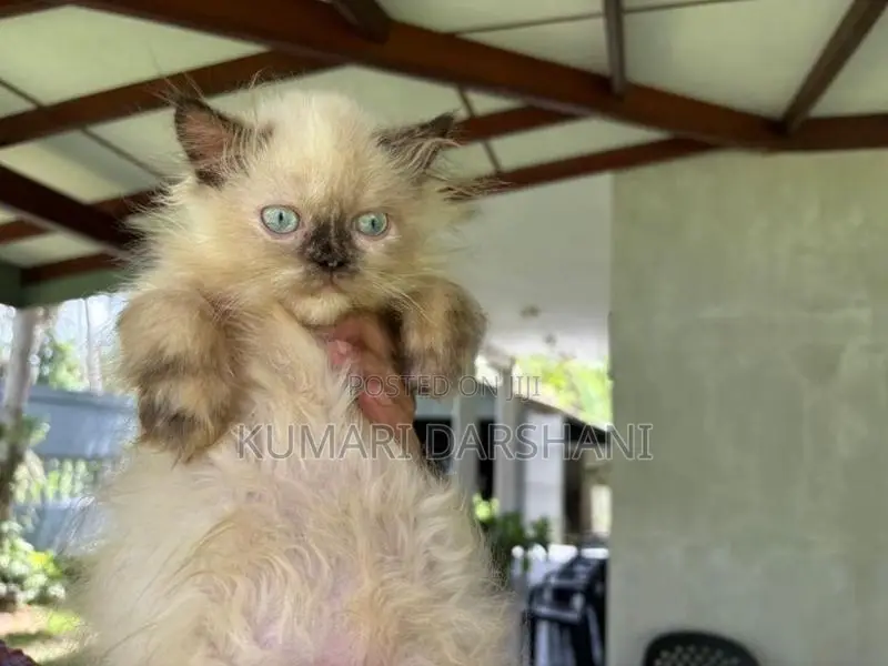 Persian Cat