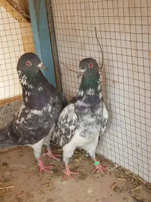 Kamagar Pigeon