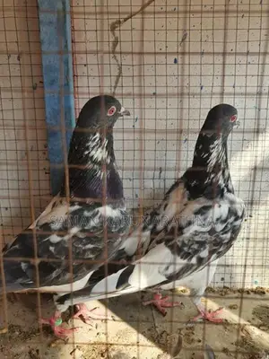 Kamagar Pigeon