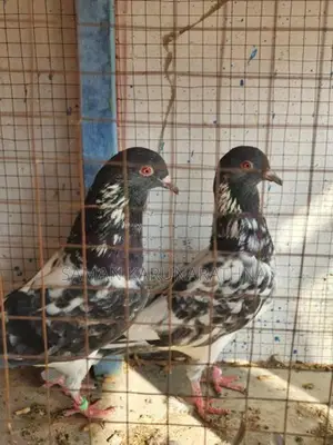 Kamagar Pigeon