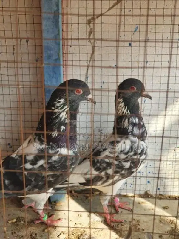 Kamagar Pigeon
