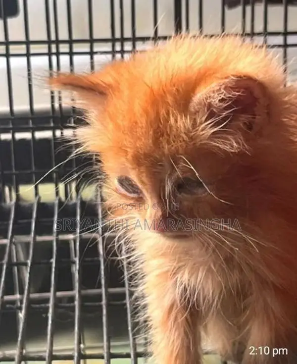 Persian cats