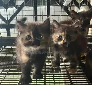 Persian cats
