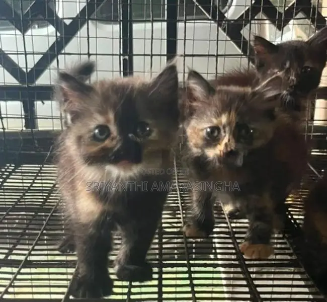 Persian cats