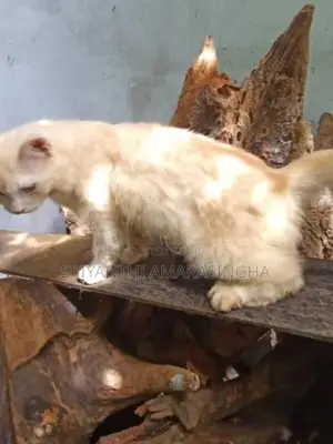 Persian cats