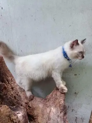 Persian cats