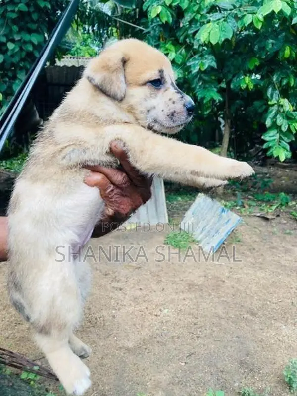 American Bully With German Shepherd Mixed