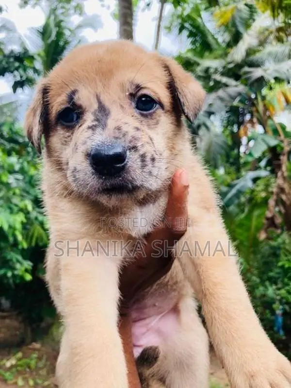 American Bully With German Shepherd Mixed