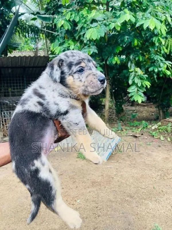 American Bully With German Shepherd Mixed