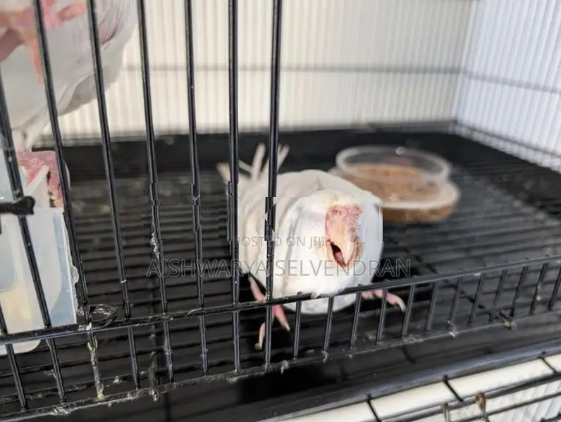 Cockatiel Birds
