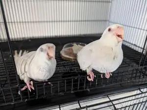 Cockatiel Birds