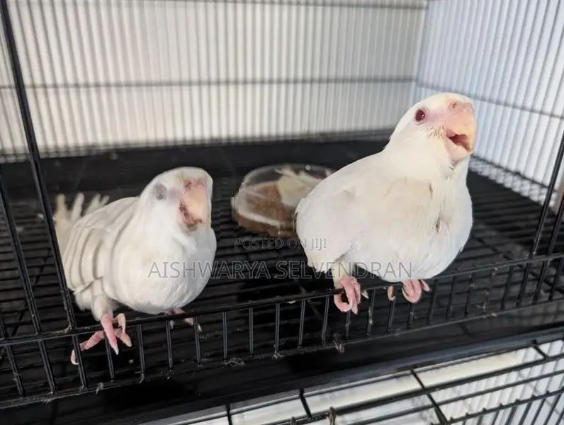 Cockatiel Birds