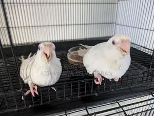 Cockatiel Birds