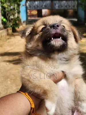 Pomeranian Puppy