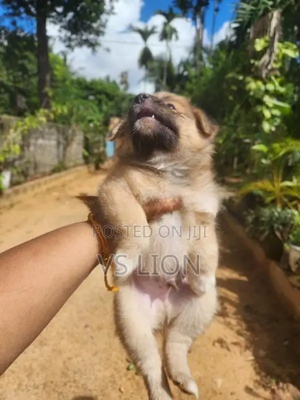 Pomeranian Puppy