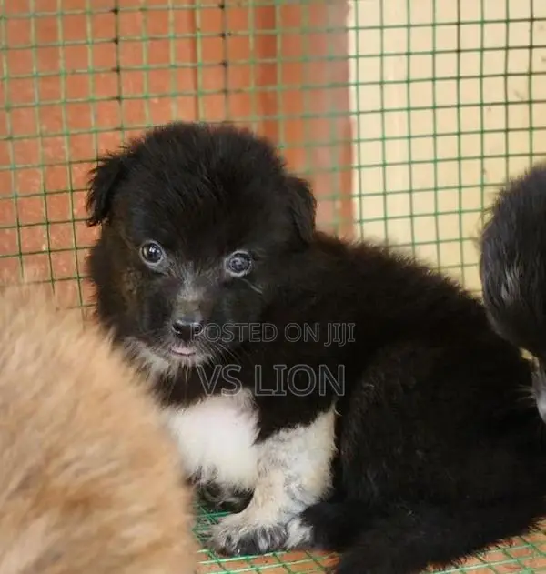 Pomeranian Puppy