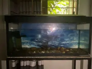 A Fish Tank
