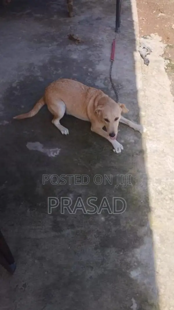 ලැබ්ඩො ක්‍රොරොස් ගැහැනු සතා