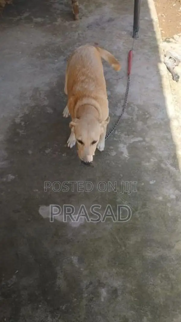 ලැබ්ඩො ක්‍රොරොස් ගැහැනු සතා