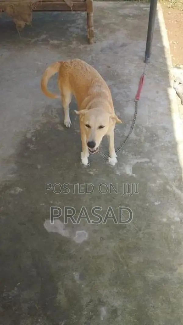 ලැබ්ඩො ක්‍රොරොස් ගැහැනු සතා