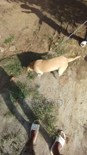 ලැබ්ඩො ක්‍රොරොස් ගැහැනු සතා