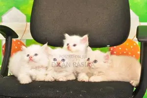 Persian Cat