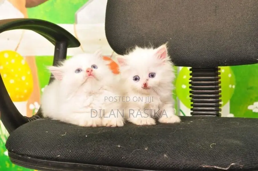 Persian Cat