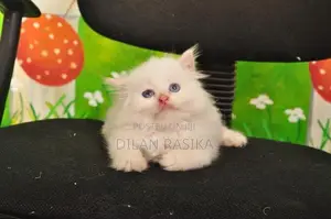 Persian Cat