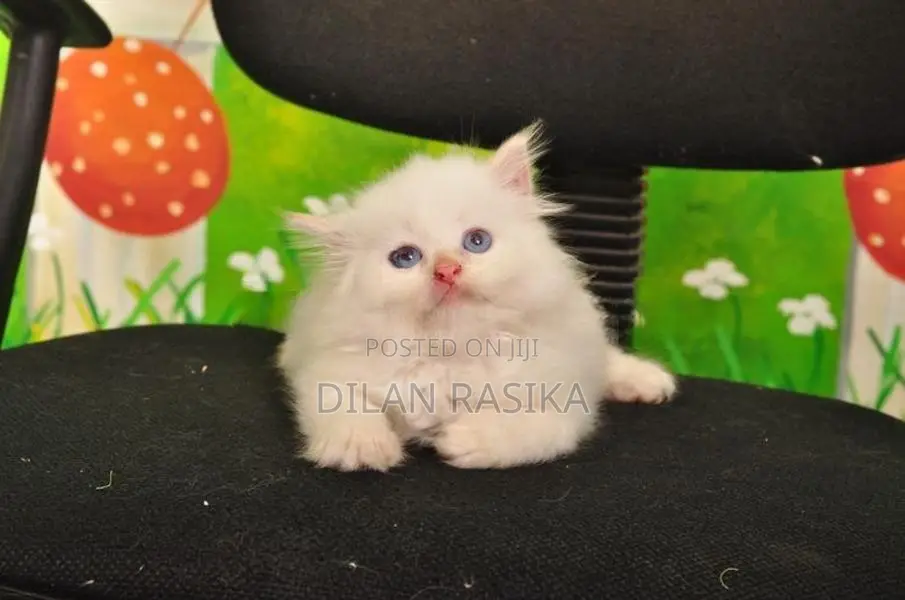 Persian Cat