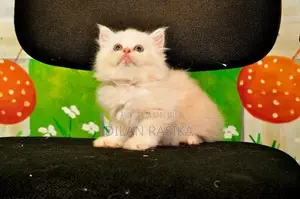 Persian Cat