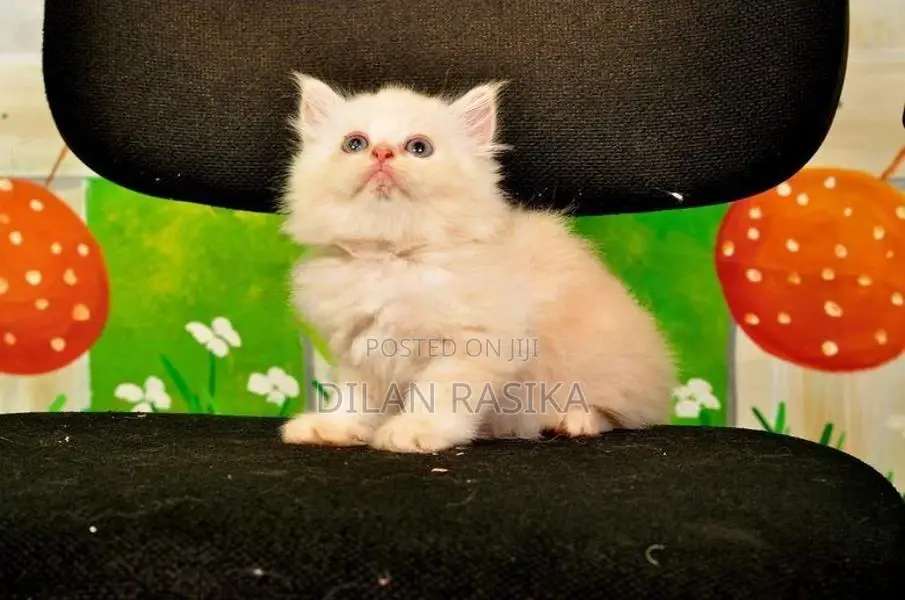 Persian Cat