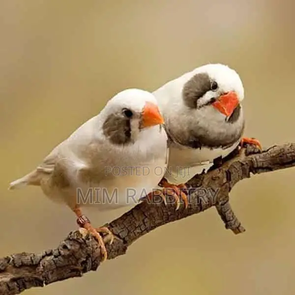 Finches Bengali Breeding Pairs