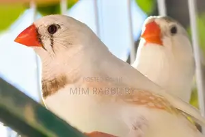 Finches Bengali Breeding Pairs