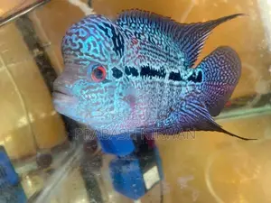 Flowerhorn Fish