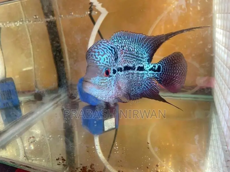 Flowerhorn Fish