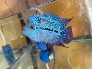 Flowerhorn Fish