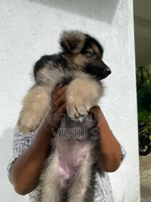 German Shepherd Puppy
