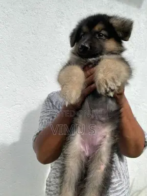 German Shepherd Puppy