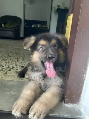 German Shepherd Puppy