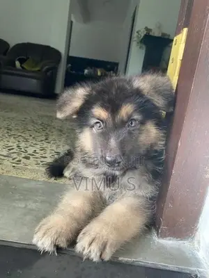 German Shepherd Puppy