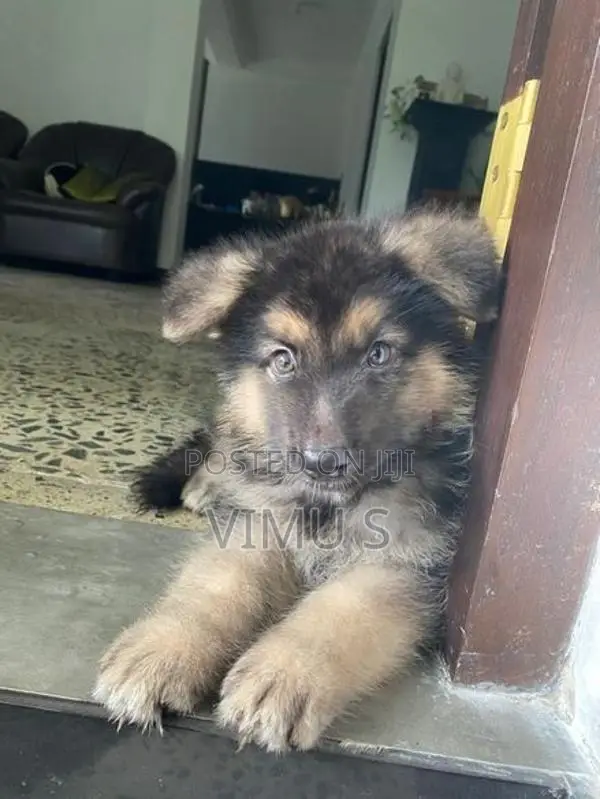 German Shepherd Puppy