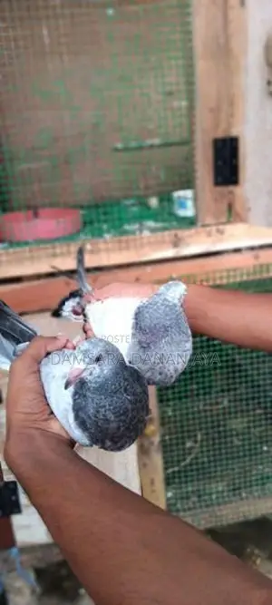 Pigeon