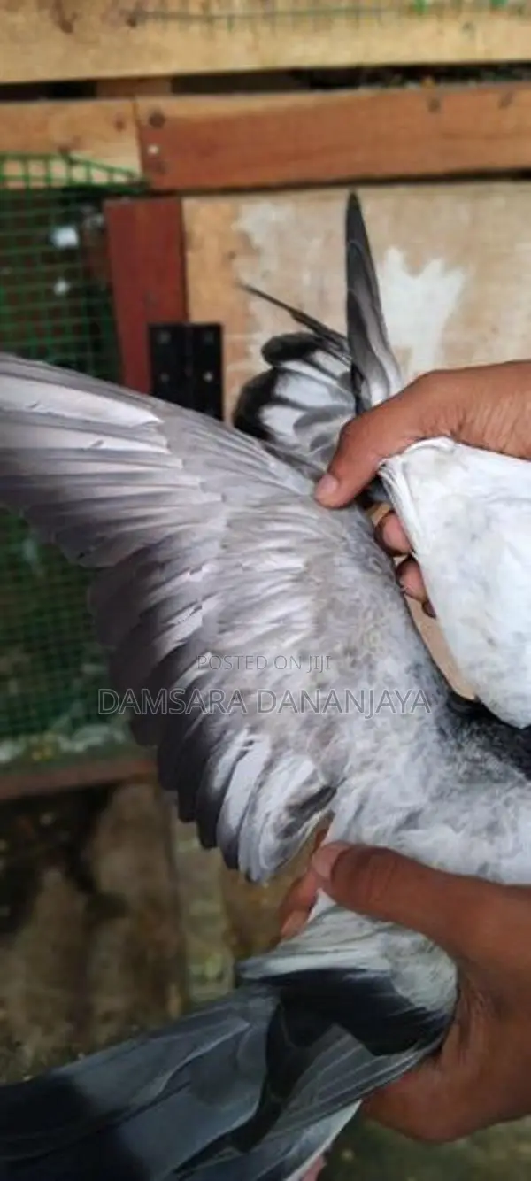 Pigeon