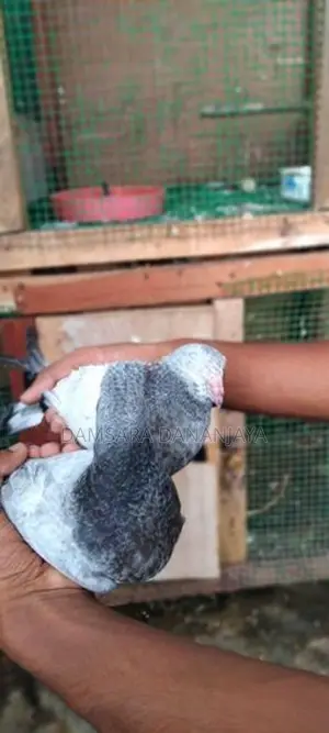 Pigeon