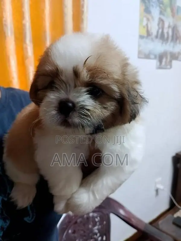 Shituz Puppies