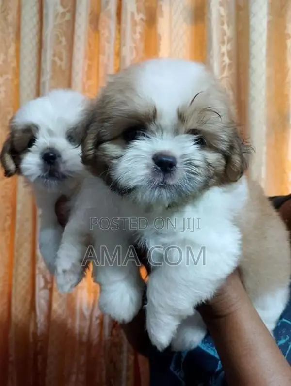 Shituz Puppies