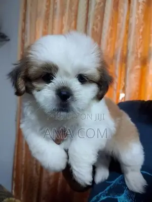 Shituz Puppies